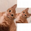 甘えん坊の小さな　ひまりの優しいお家を探しています