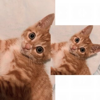 甘えん坊の小さな　ひまりの優しいお家を探しています