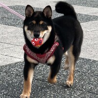 堀内 オーランド