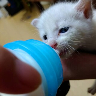 子猫(生後3週間前後)