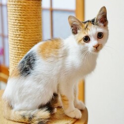 NPO法人ポチたま会　犬猫譲渡会