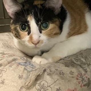 4歳7ヶ月　ぽちゃ三毛　ミクちゃん