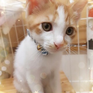 【7/26⭐️堺東にて里親会】参加猫サマンくん