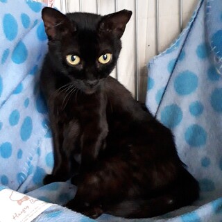 小柄で人懐っこい黒猫ちゃん