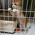 可愛い子猫の里親さんを募集しています