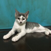 Leo