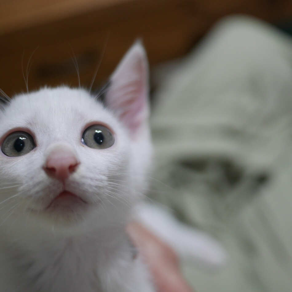 Latteのカバー写真