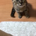 甘えん坊のキジトラ★女の子