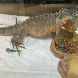 レッドイグアナ　体長90cm