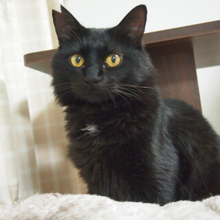 フワフワ長毛系のクロネコくん