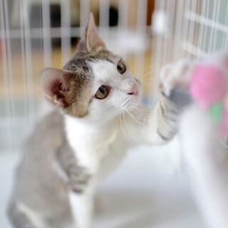 【性格の良さ◎】キジ白子猫のハッピーくん