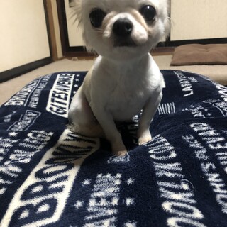 小さくて可愛いチワワを家族に