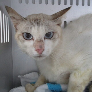 処分対象です。収容期限7/22朝迄