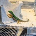 ヨツメヒルヤモリ ベビー