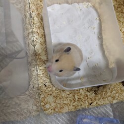 「生後3日目の驚き…」サムネイル2