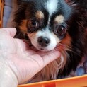 チワワの小梅ちゃん♀2才