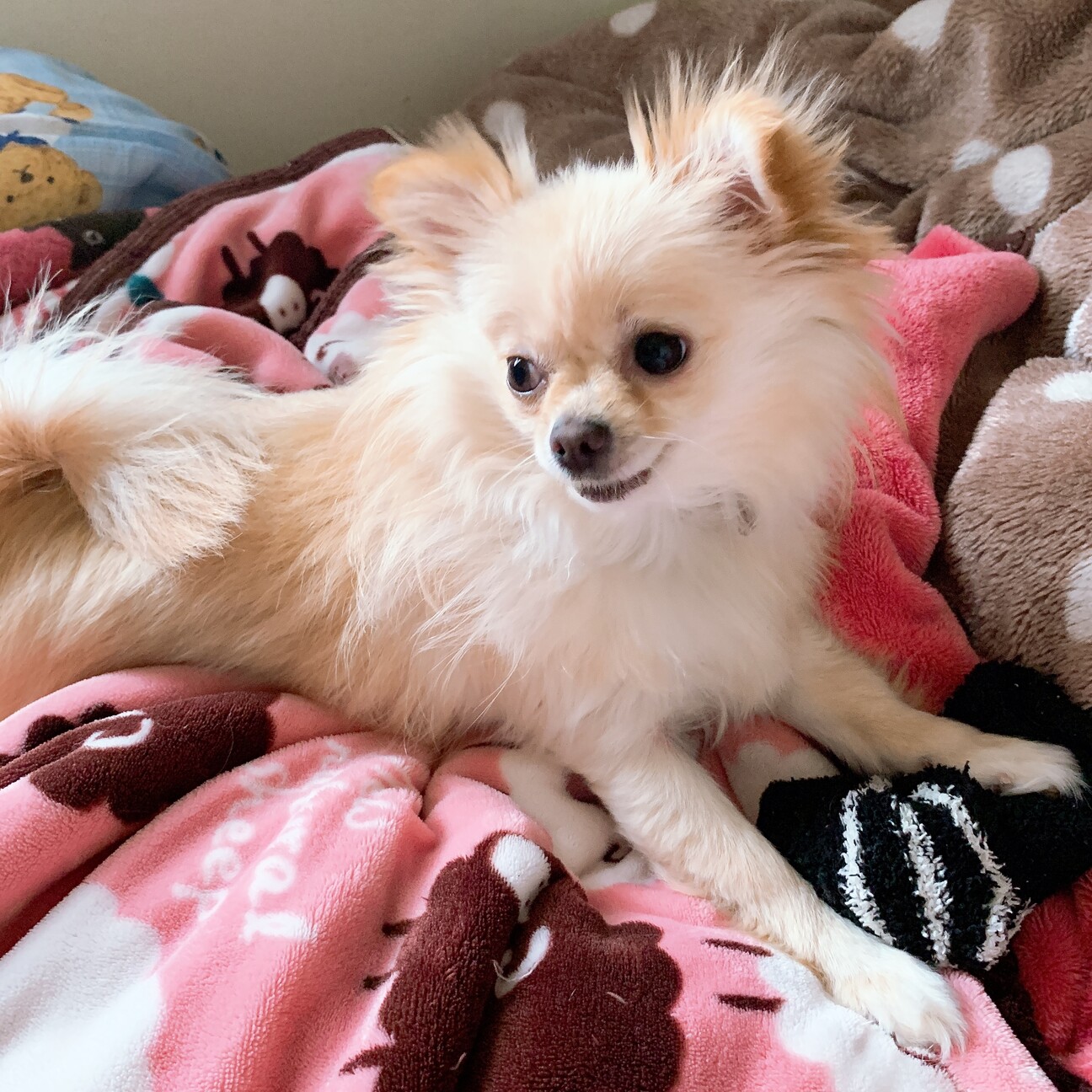 ポメチワの女の子 北海道 犬の里親募集 ペットのおうち 月間利用者150万人