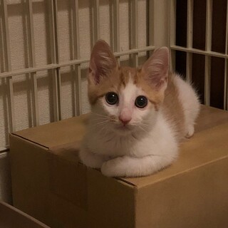 【8/236⭐️堺東にて里親会】参加猫トンくん