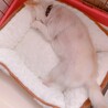 ポメチワの女の子 サムネイル5