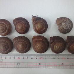 「「カンちゃん2世」孵化から２年（6/28）」サムネイル2