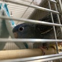 サザナミインコ皆様ありがとうございました。