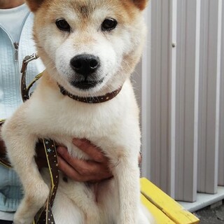 おさんぽシャンプー大好き、穏やかほっこり系神太郎♂