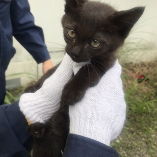 5ヶ月黒猫。やんちゃな男の子！