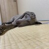 ぎんたこ