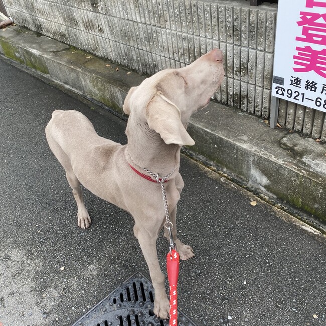 ぎんたこのカバー写真
