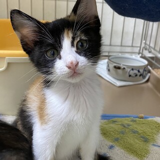 可愛い小さな三毛さん