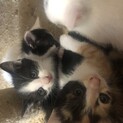 生後1.5か月ほどの子猫保護しました