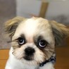ひるもな
