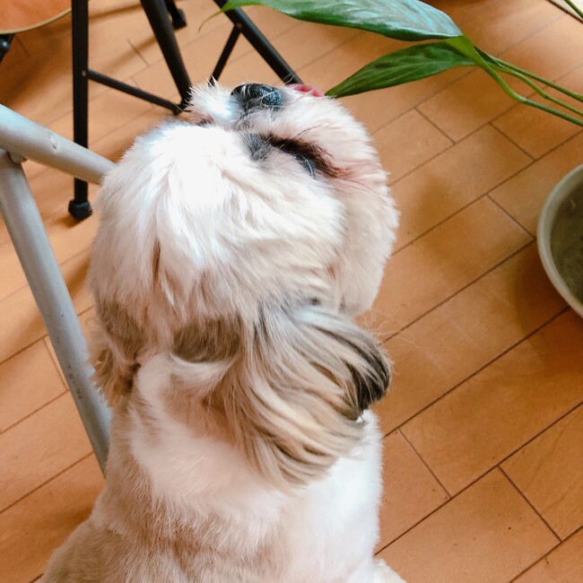 ひるもなのカバー写真