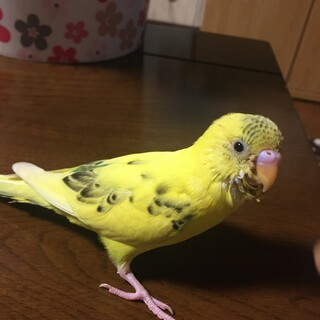 セキセイインコ里親募集　