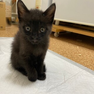 甘えん坊な小さな黒猫