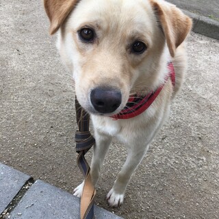 優しくて天然キャラな男の子「ルー」