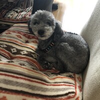 まめのしん