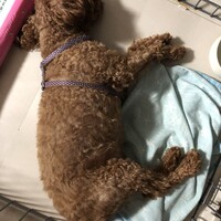 ちょこ
