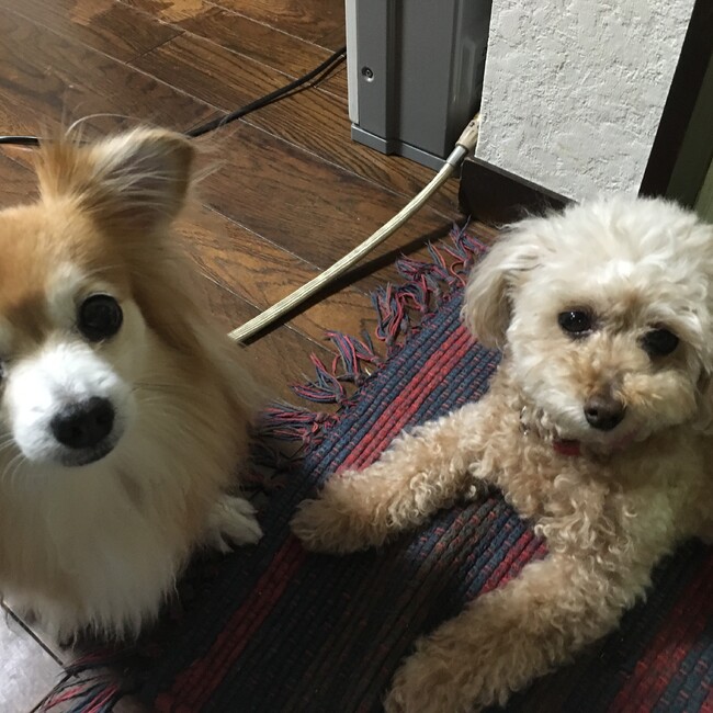 Nancyのカバー写真