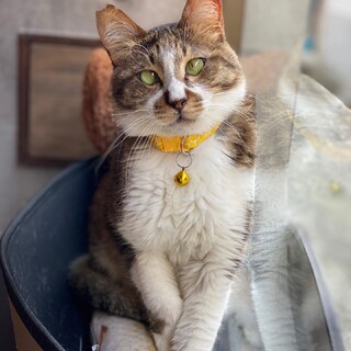 寄り目がチャームポイント　ポテ君