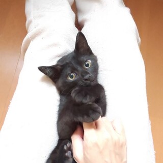 大口猫の会「くろまめ」