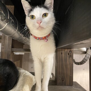 人間が好き！甘えん坊なふじちゃん