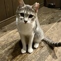 とっても可愛いサバ白　キャリーちゃん