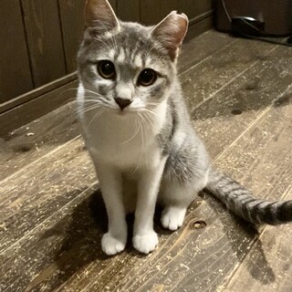 とっても可愛いサバ白　キャリーちゃん