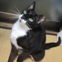 １～２才くらい？のタキシードキャット 