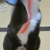 １～２才くらい？のタキシードキャット  サムネイル3