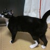１～２才くらい？のタキシードキャット  サムネイル4