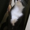 １～２才くらい？のタキシードキャット  サムネイル6