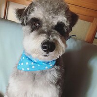 アポロ