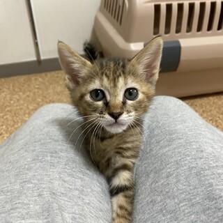 小さな可愛いサビさん